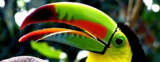 toucan